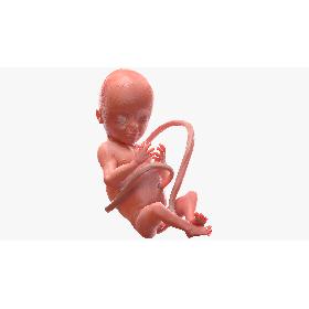 3D Human Fetus at 20 Weeks model